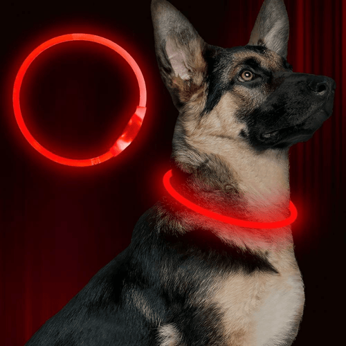 Honden OptiLeds© Nekband