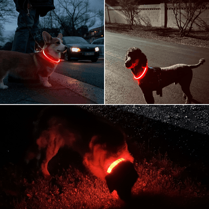 Honden OptiLeds© Nekband